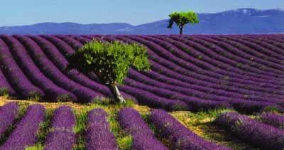 image of lavender field